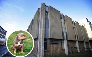 Oxford Magistrates' Court and inset stock image of an XL bully dog