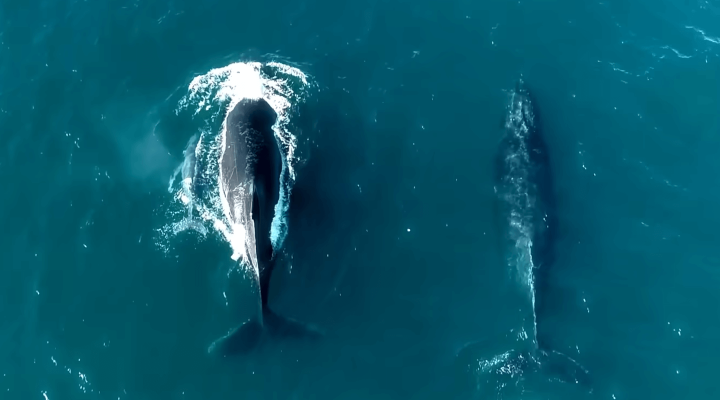 Imagem aérea de duas baleias nadando juntas, lado a lado.