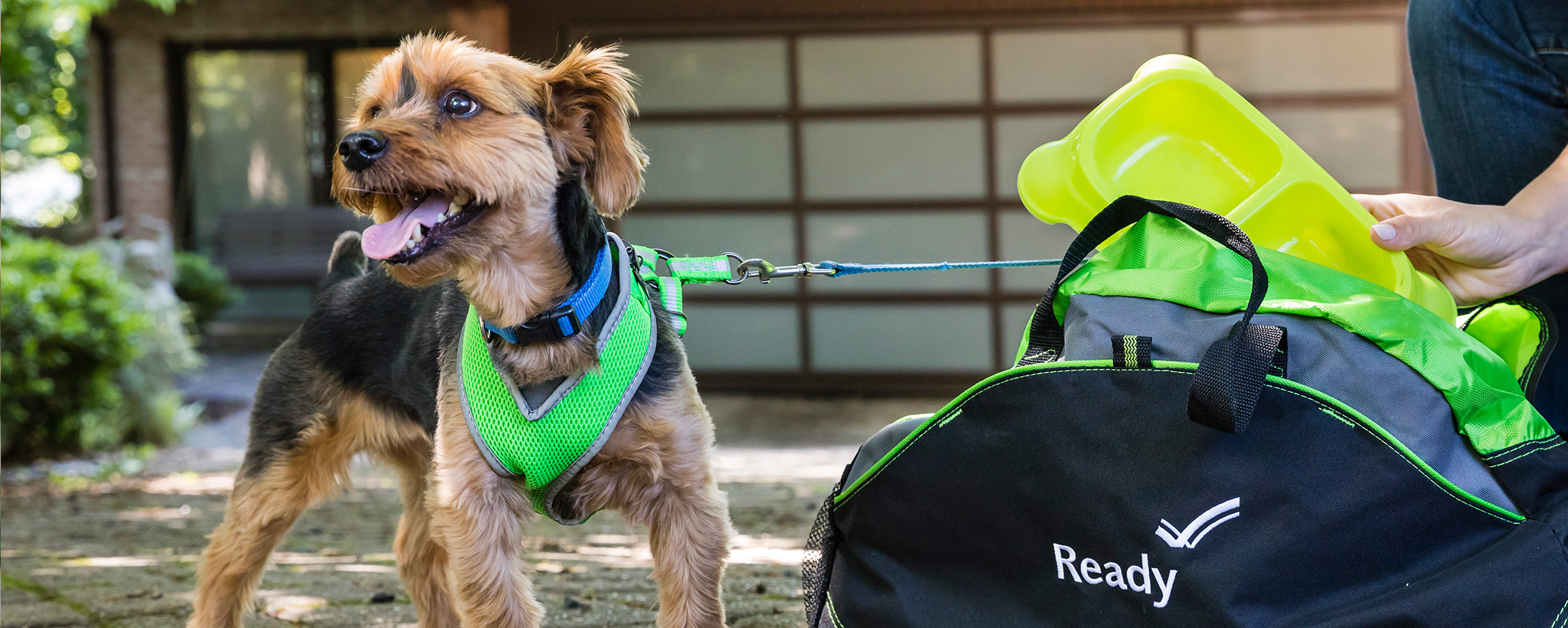 Un perro pequeño al lado de un kit de suministros para mascotas