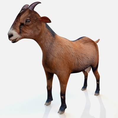 Brown Goat 3D Model