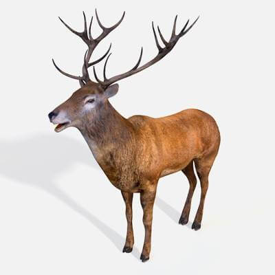 Stag 3D Model