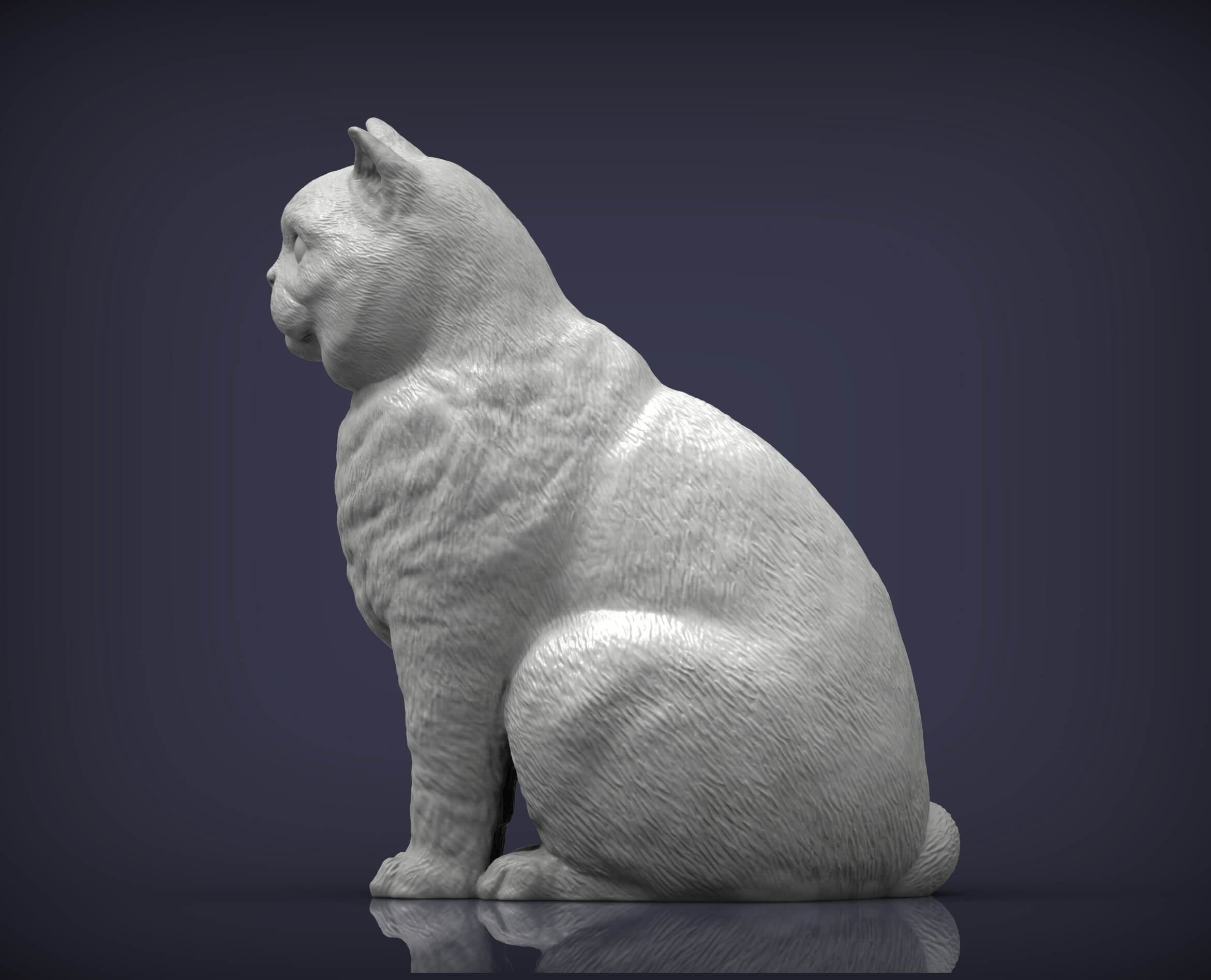 British Shorthair Cat 3D Print Model 3D Model