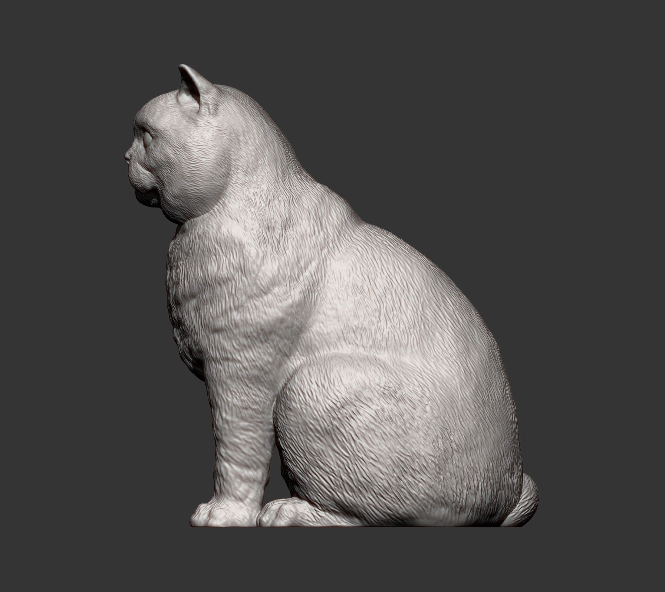 British Shorthair Cat 3D Print Model 3D Model