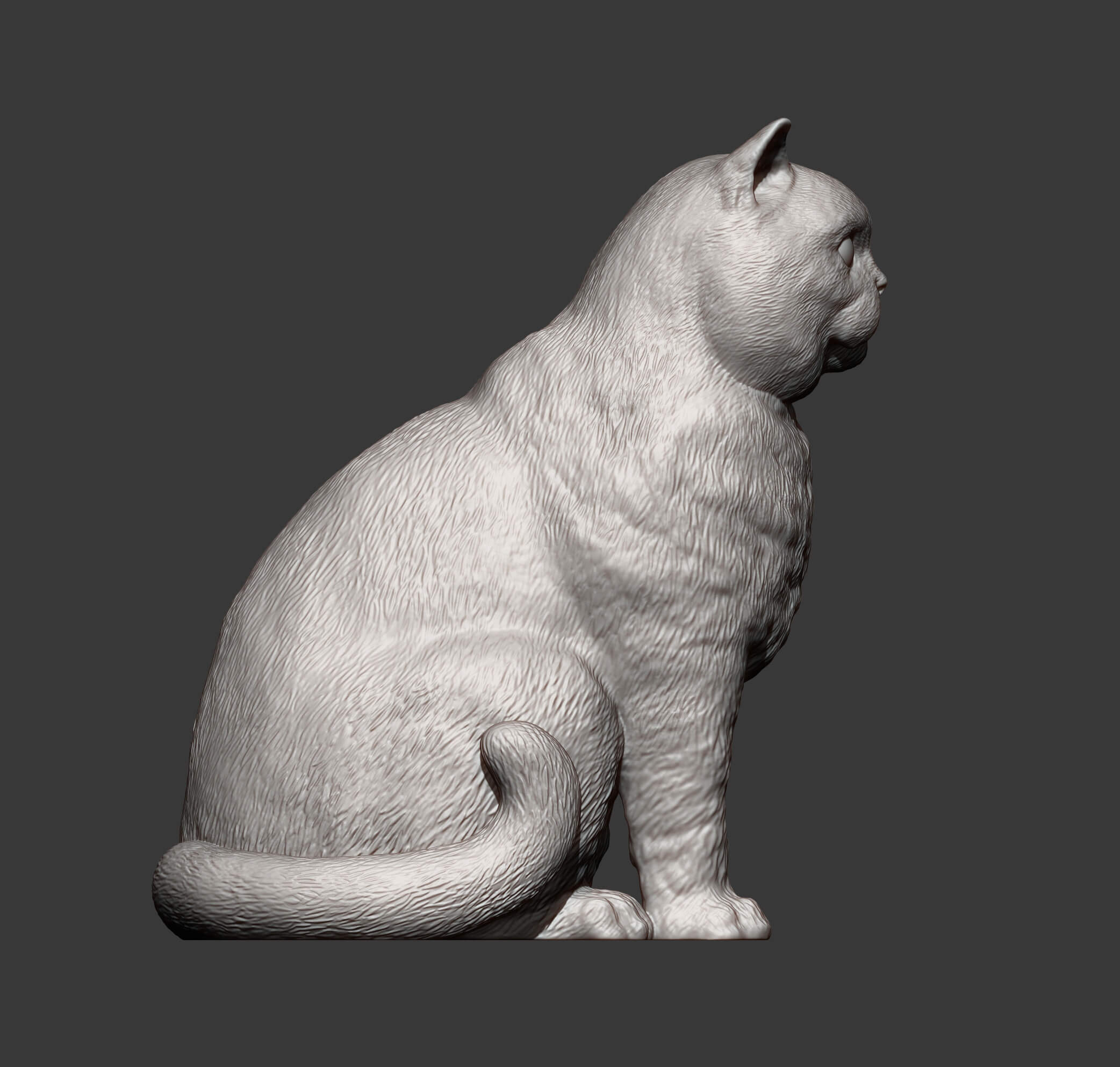 British Shorthair Cat 3D Print Model 3D Model