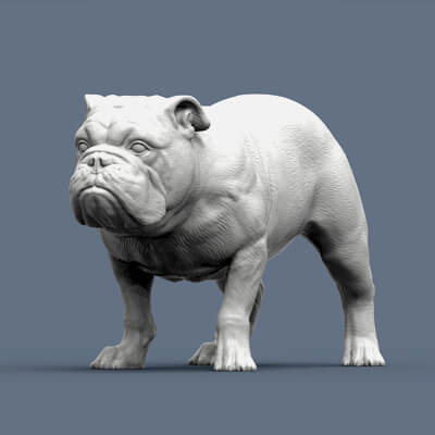 English Bulldog 3D Print Model