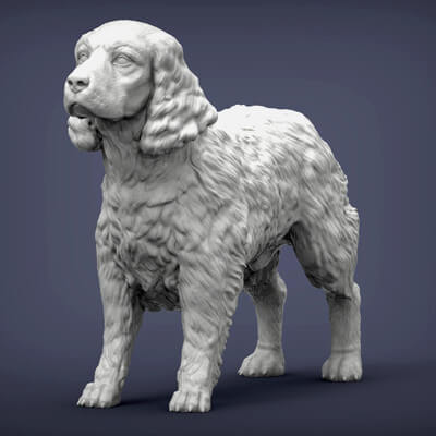 English Springer Spaniel 3D Print Model