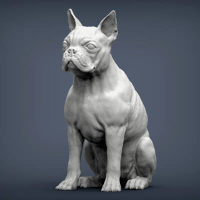 Boston Terrier 3D Print Model