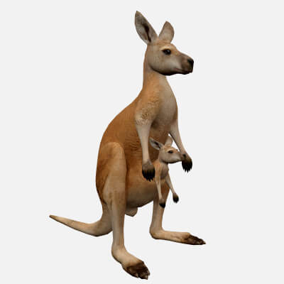 Animated Kangaroo With Baby 3D Model