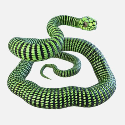 Rigged Boomslang Snake