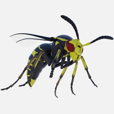 Wasp 3D Model