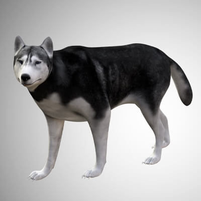 Husky Dog