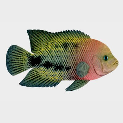 Redhead Cichlid Fish