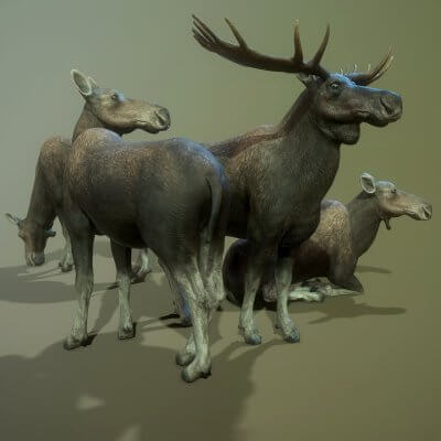 Moose Female and Male 3D Model