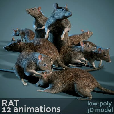 Rat with 12 Animations 3D Model