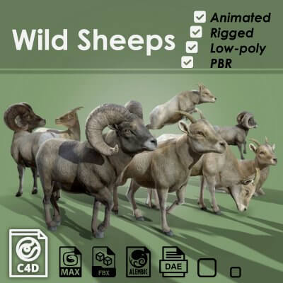 Wild Sheep Female and Male 3D Model