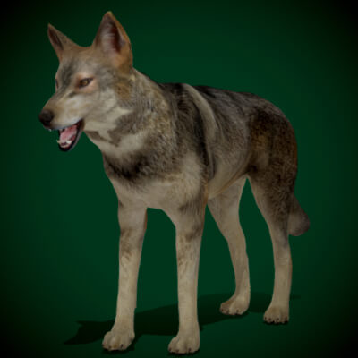 Indian Gray Wolf