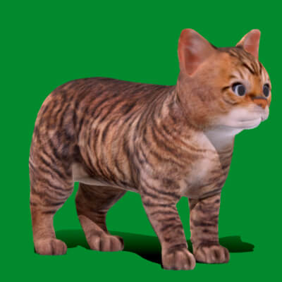 Kitten Toyger Cat