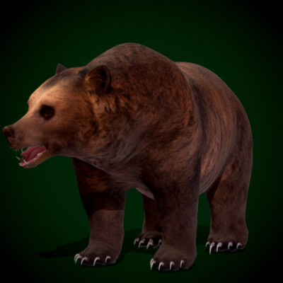 North American Brown Bear