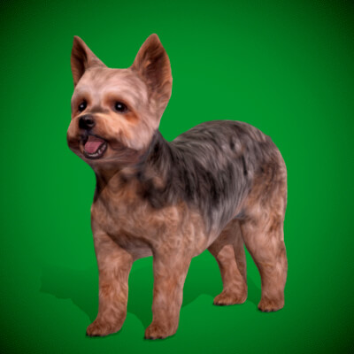 Yorkshire Terrier Dog 3D Model