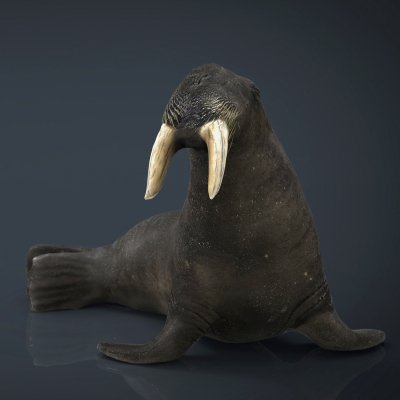 Walrus