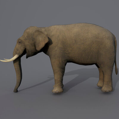 African Elephant 3D Model