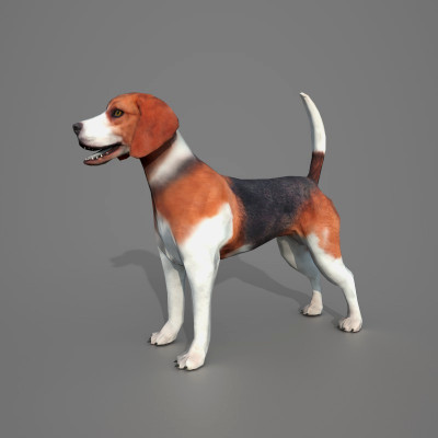 Beagle Dog 3D Model