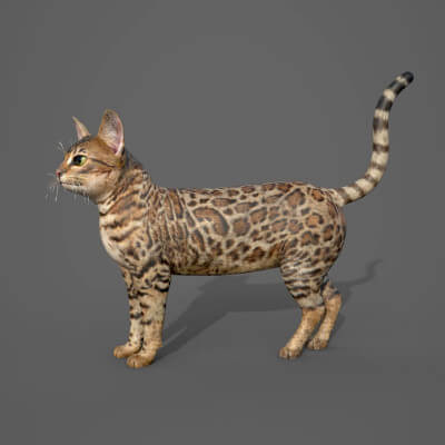 Cat Tabby 3D Model