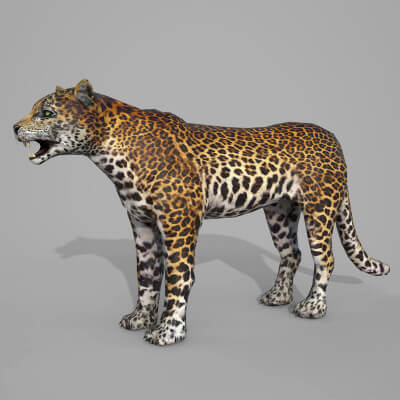 Leopard 3D Model