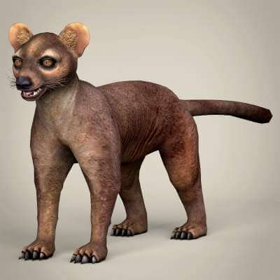 Fossa