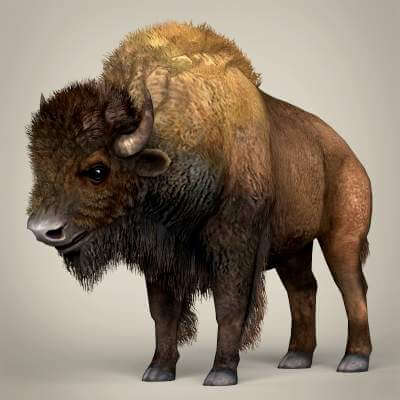 Montana Buffalo