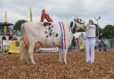 Dairy Interbreed Champion.