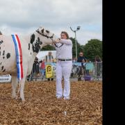 Dairy Interbreed Champion.