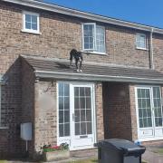 The dog awaiting rescue on the roof.