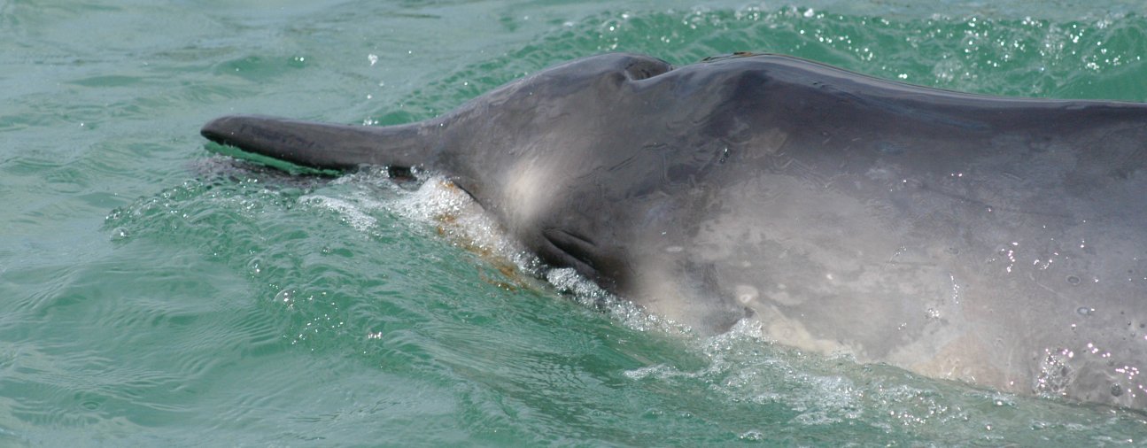 mesoplodon grayi-karen stockin