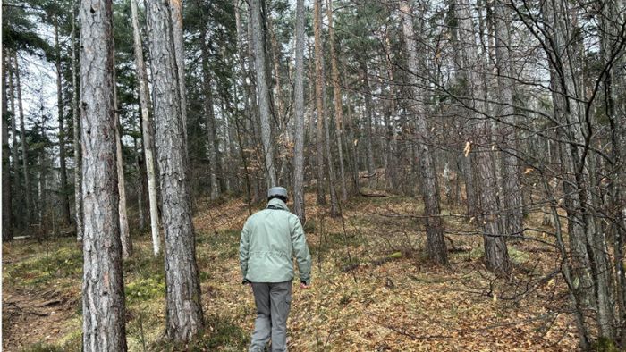 Bärenangriff: Tourist in Norditalien von Bär attackiert und verletzt