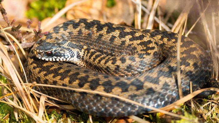 Wie giftig sind  Deutschlands heimische Schlangen?