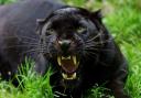 Black leopards are the main candidate for big cats in the UK (file photo)