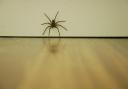 LOVE: House spiders are on the hunt for love in your home.