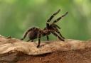 A tarantula looks similar to purseweb spiders