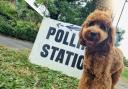 Mabel the Cockapoo at a polling station in Devizes