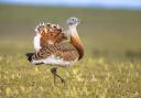 The Great Bustard is the iconic bird of Wiltshire 