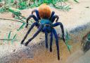 Tarantulas have been spotted in the UK (stock photo).