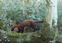 The native pine marten captured on camera at Longleat