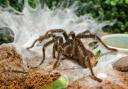 Tarantulas have been found in the UK (stock image).