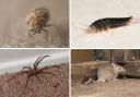 From silverfish to spiders, our homes are 