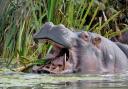 Longleat Safari Park is looking to bring hippos back to the Wiltshire estate