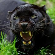 Black leopards are the main candidate for big cats in the UK (file photo)