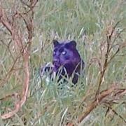 Scientists believe they have found '99% proof' of big cats roaming around the UK