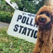 Mabel the Cockapoo at a polling station in Devizes