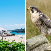 Brits are being urged to avoid these six birds as they are the UK's most dangerous.